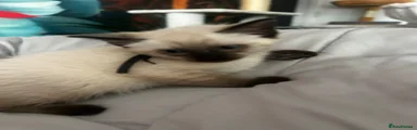 Siamese Kitten 2