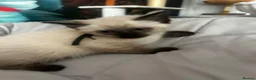 Siamese cats for sale: Stunning Siamese kittens  - Advert 5