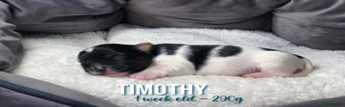 Timothy