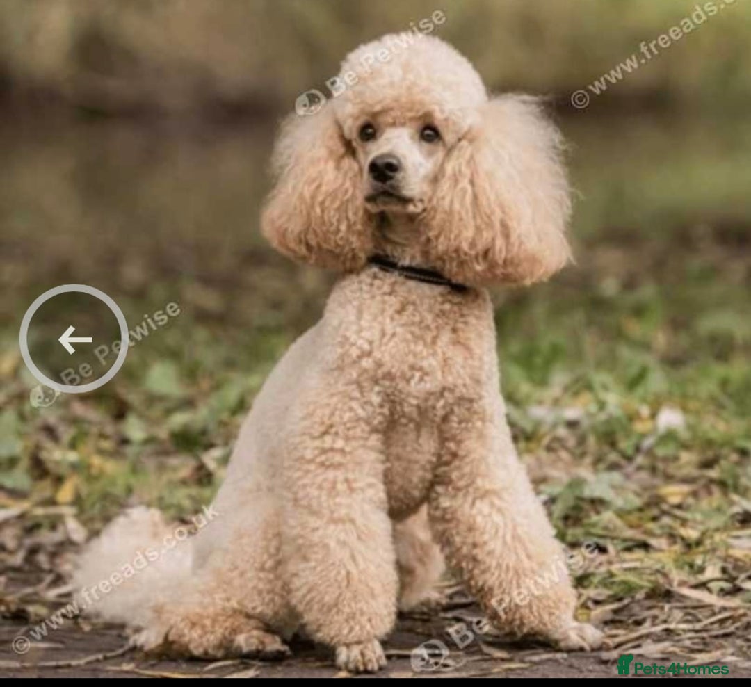 Toy Poodle dogs for sale: Toy poodle puppy - Image 6