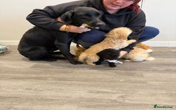 Labrador Retriever dogs for sale: Ready now labradoodles  - Image 12