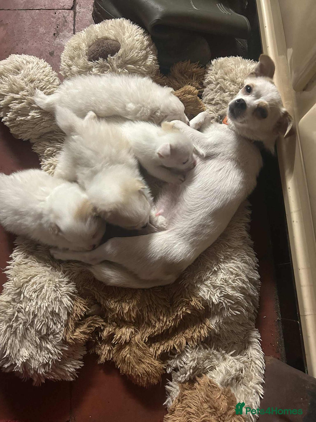 Mixed Breed dogs for sale: Pom cross pups  - Advert 5