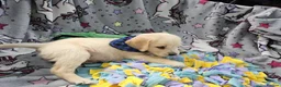 Golden Retriever dogs for sale: Beautiful KC Reg Golden Retriever Puppies - Advert 18