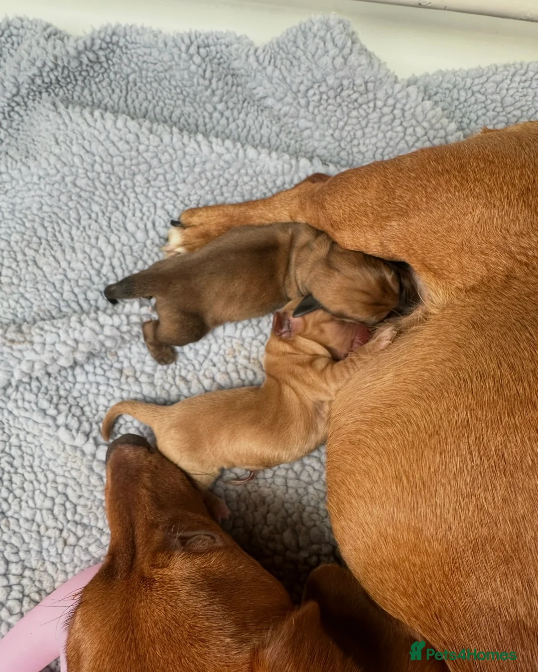 Mixed Breed dogs for sale: Beautiful Jackdachs  - Advert 3