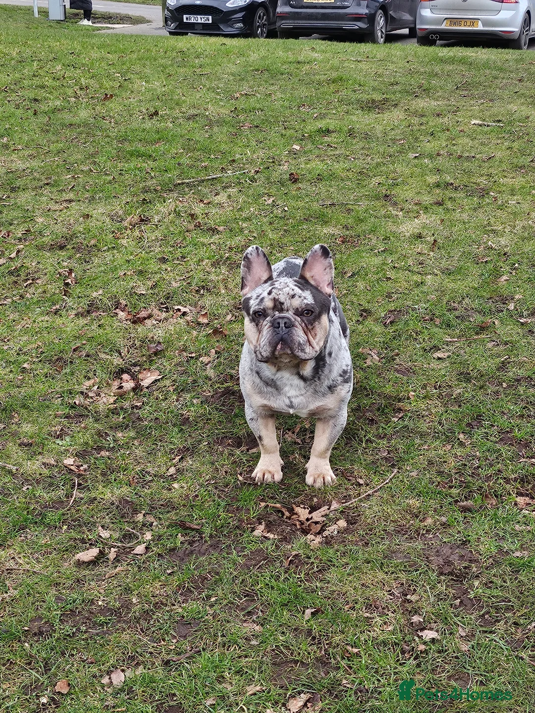 French Bulldog dogs for stud: Stunning blue merle 2year old stud - PROVEN in Lichfield - Advert 9