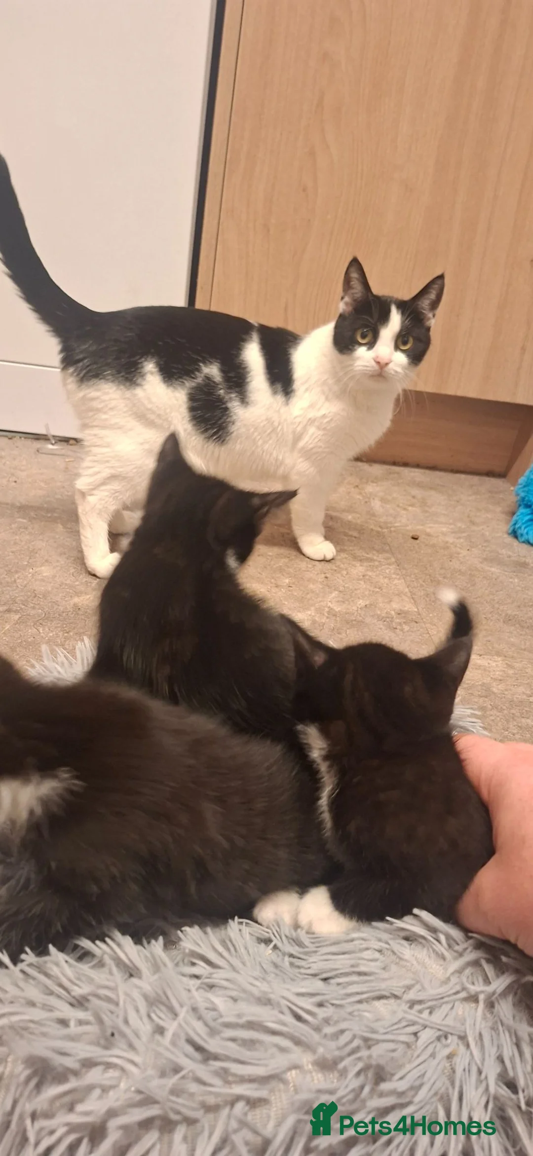 Mixed Breed cats for sale: cute playful kittens for sale  - Advert 6