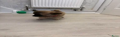Pomchi 3