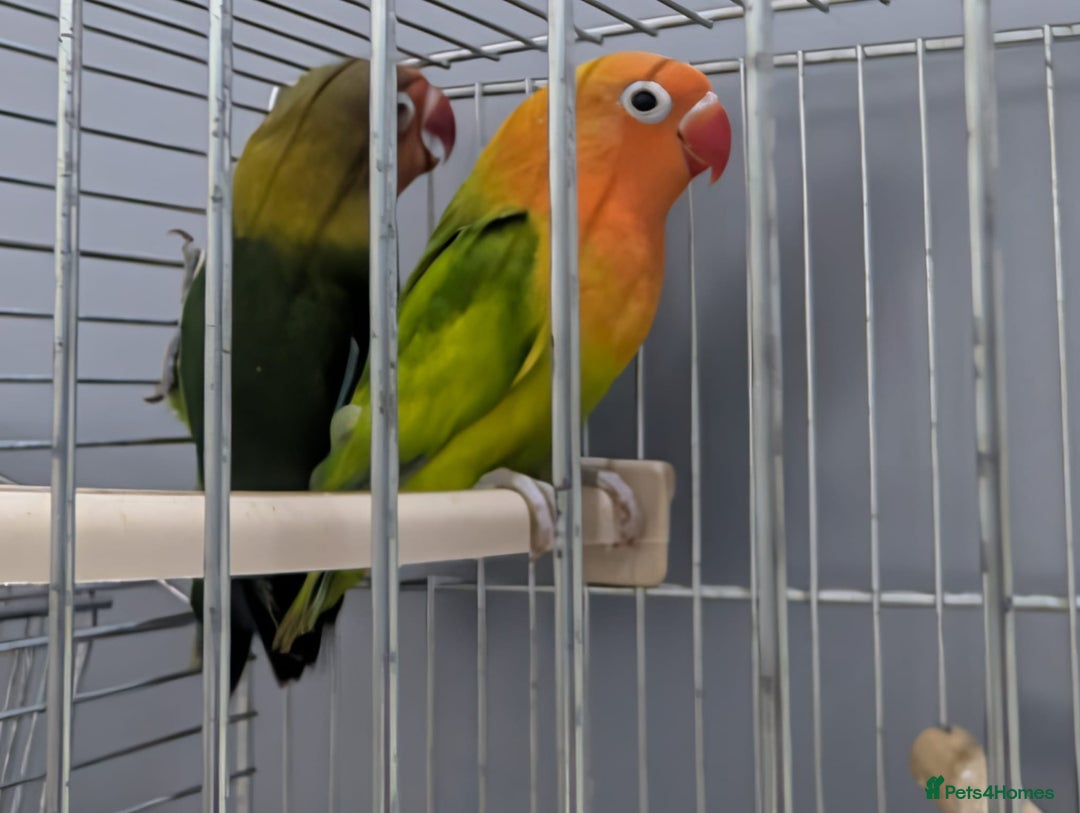 Lovebirds birds for sale: New Born Love Birds - Image 9