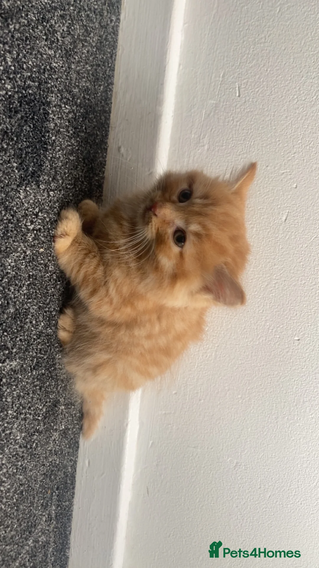British Longhair cats for sale: Cute fluffy ginger kitten awaiting forever home🏡 - Advert 7