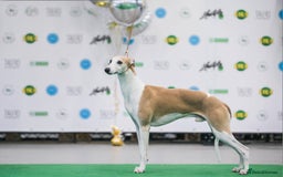 Whippet dogs for stud: KC Whippet for STUD - Image 4