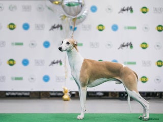 Whippet dogs KC Whippet for STUD - Advert 1