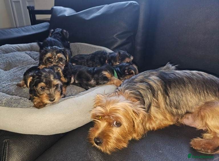 Yorkshire Terrier dogs Adorable Yorkshire Terrier Puppies - Advert 4