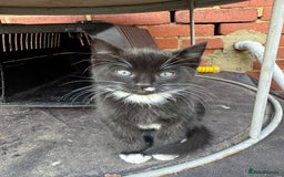 British Shorthair cats for sale: Cats for sale - Image 13