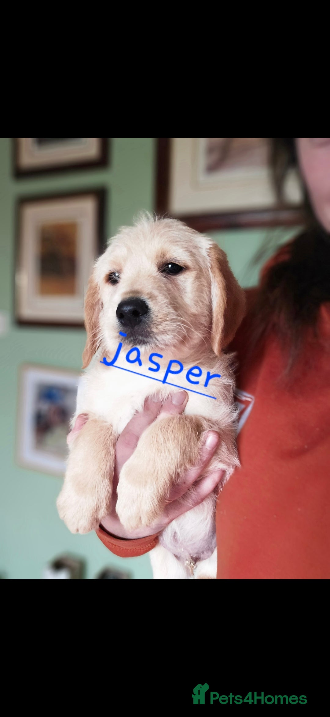 Labradoodle dogs for sale: F1 MINI LABRADOODLES ready to leave 3rd dec  - Advert 4