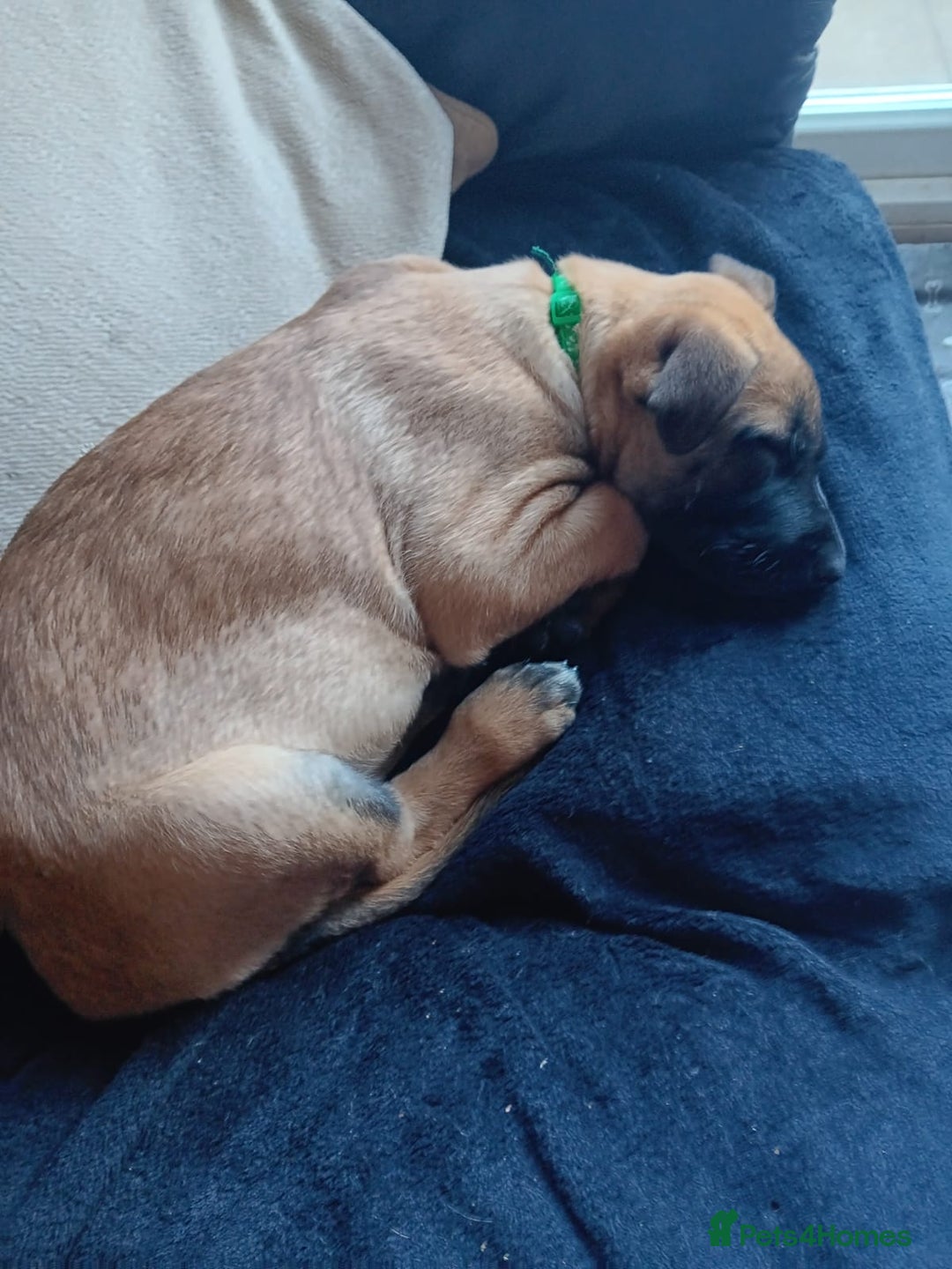 Belgian Shepherd Dog dogs for sale: Belgian Shepherd - Malinois  - Advert 28