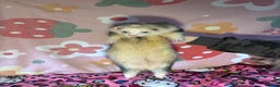 Ferret rodents for sale: Various ferret kits for sale - Advert 6