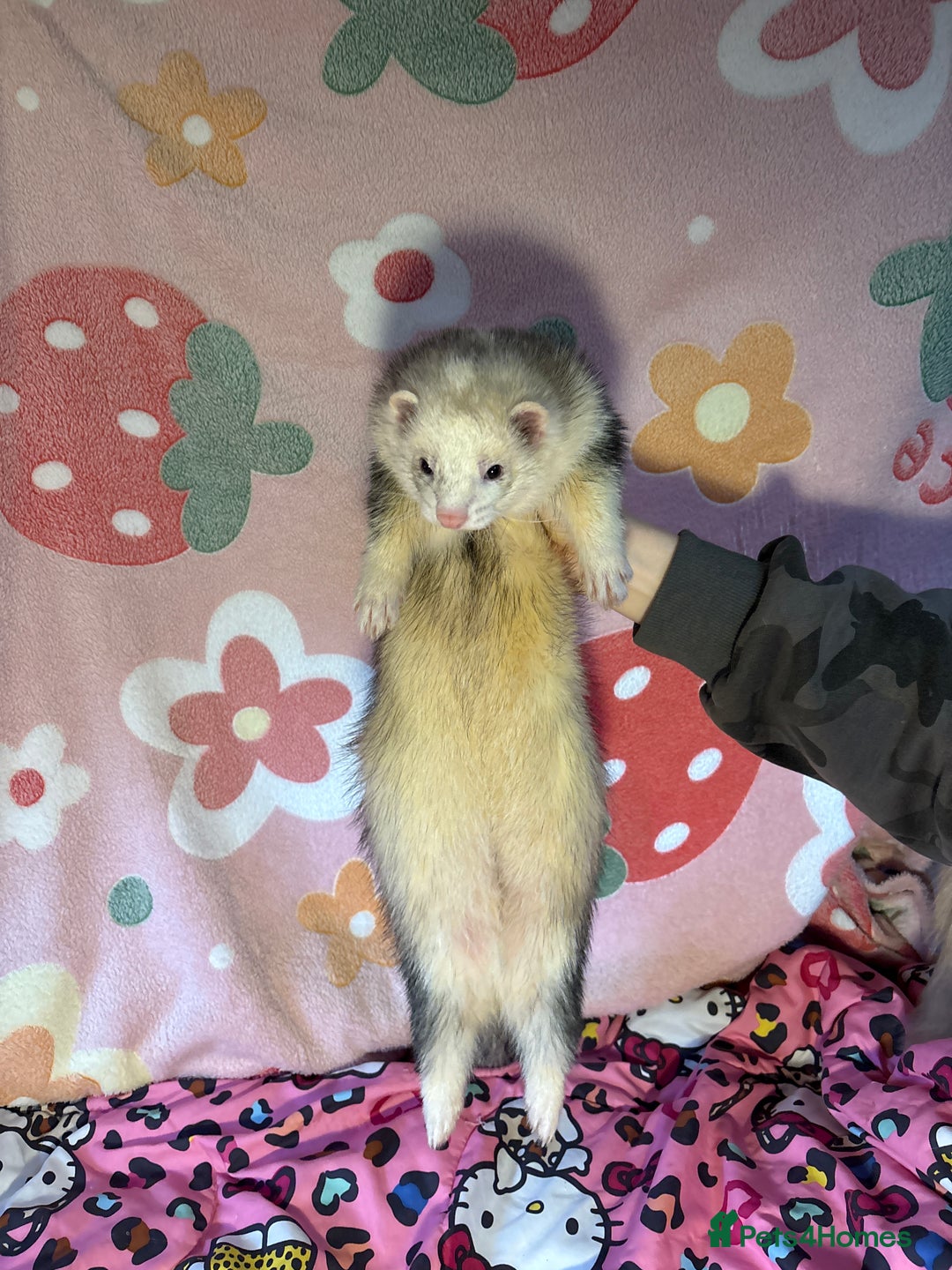 Ferret rodents for sale: Various ferret kits for sale - Advert 6