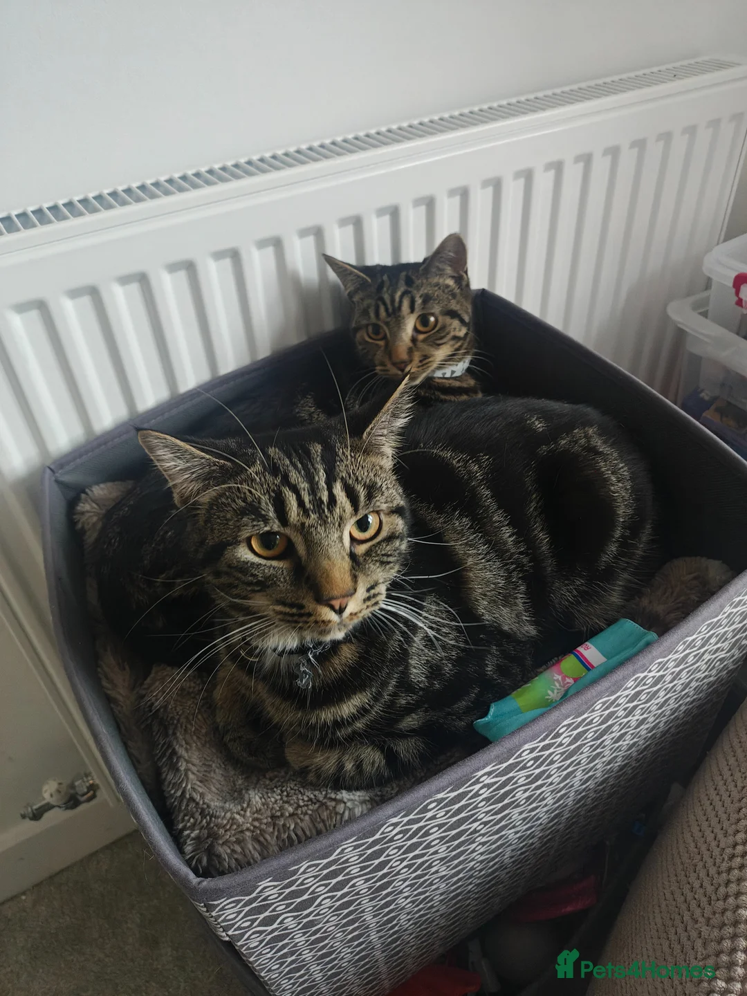 Mixed Breed cats for sale: Two Kittens For Sale Nala and Steve  in Congleton - Advert 2