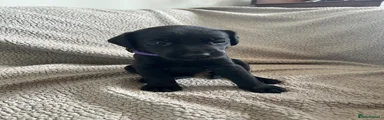 Labrador Retriever 7