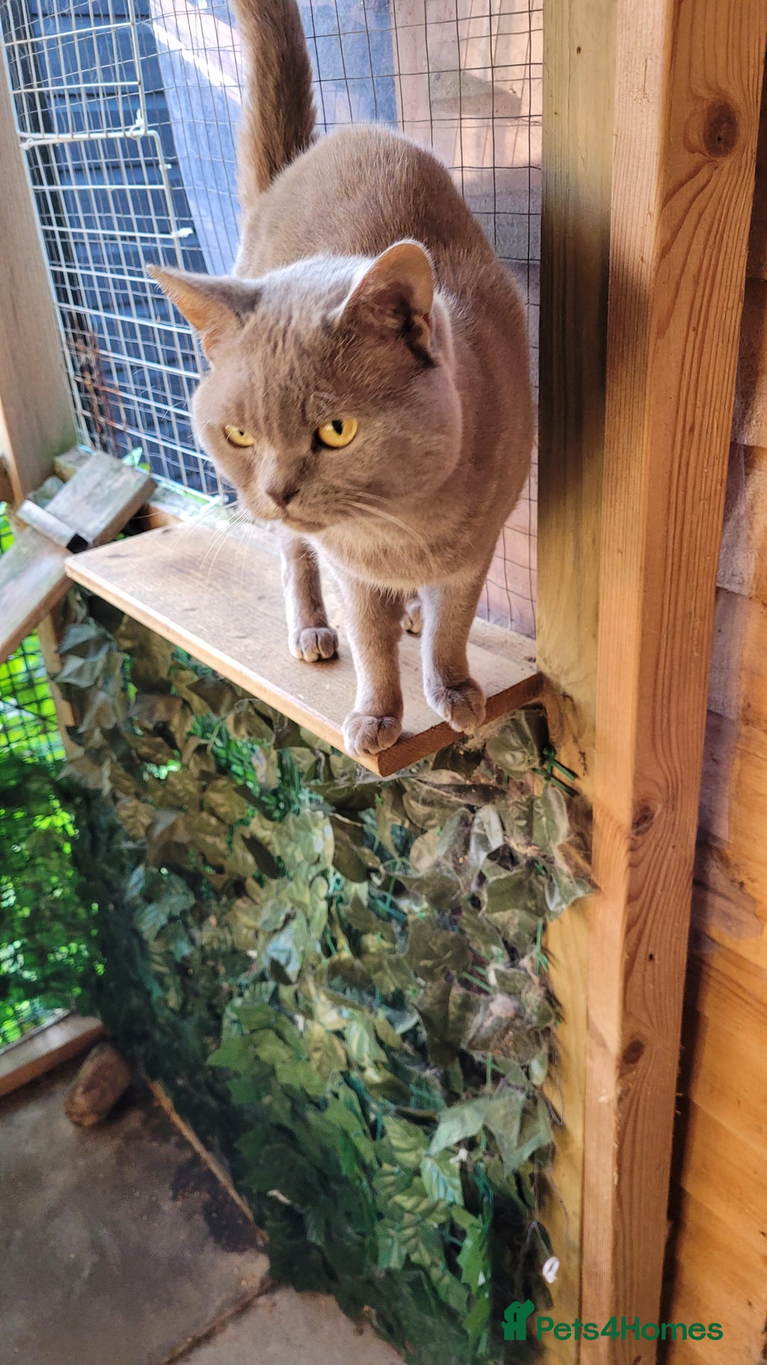 British Shorthair cats for stud: Blue for stud  - Image 6