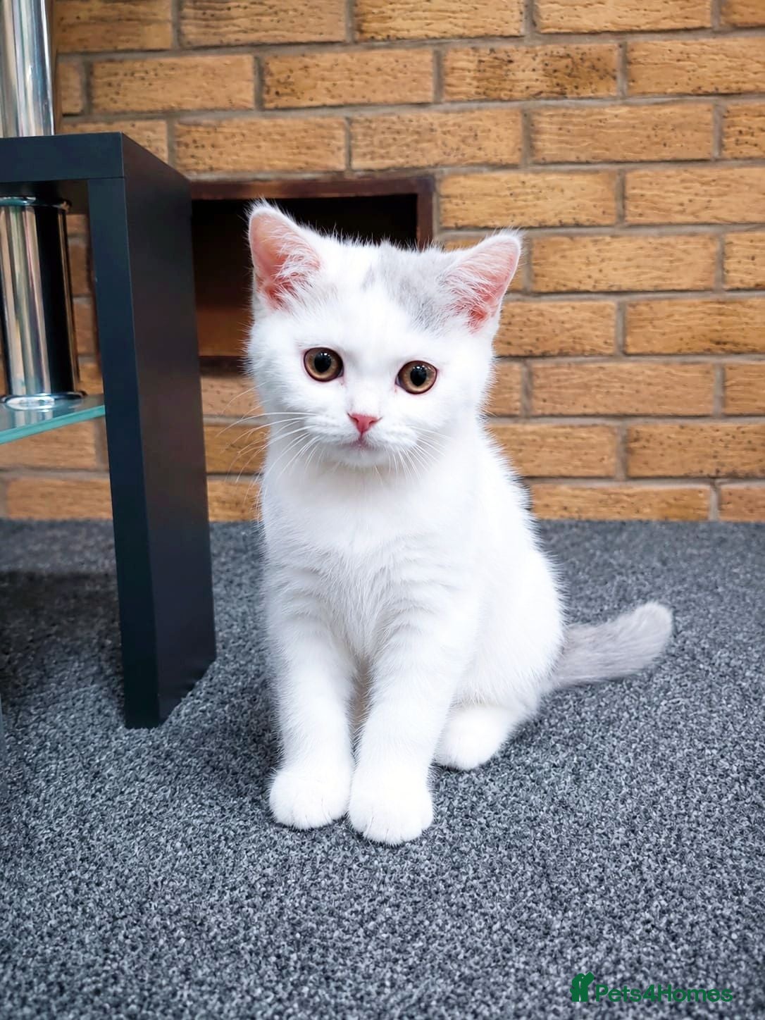 British Shorthair cats Last Girl BSH - Advert 1
