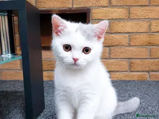 British Shorthair cats Last Girl BSH - Advert 1