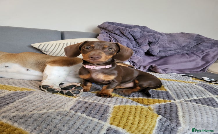 Dachshund dogs - Advert 8