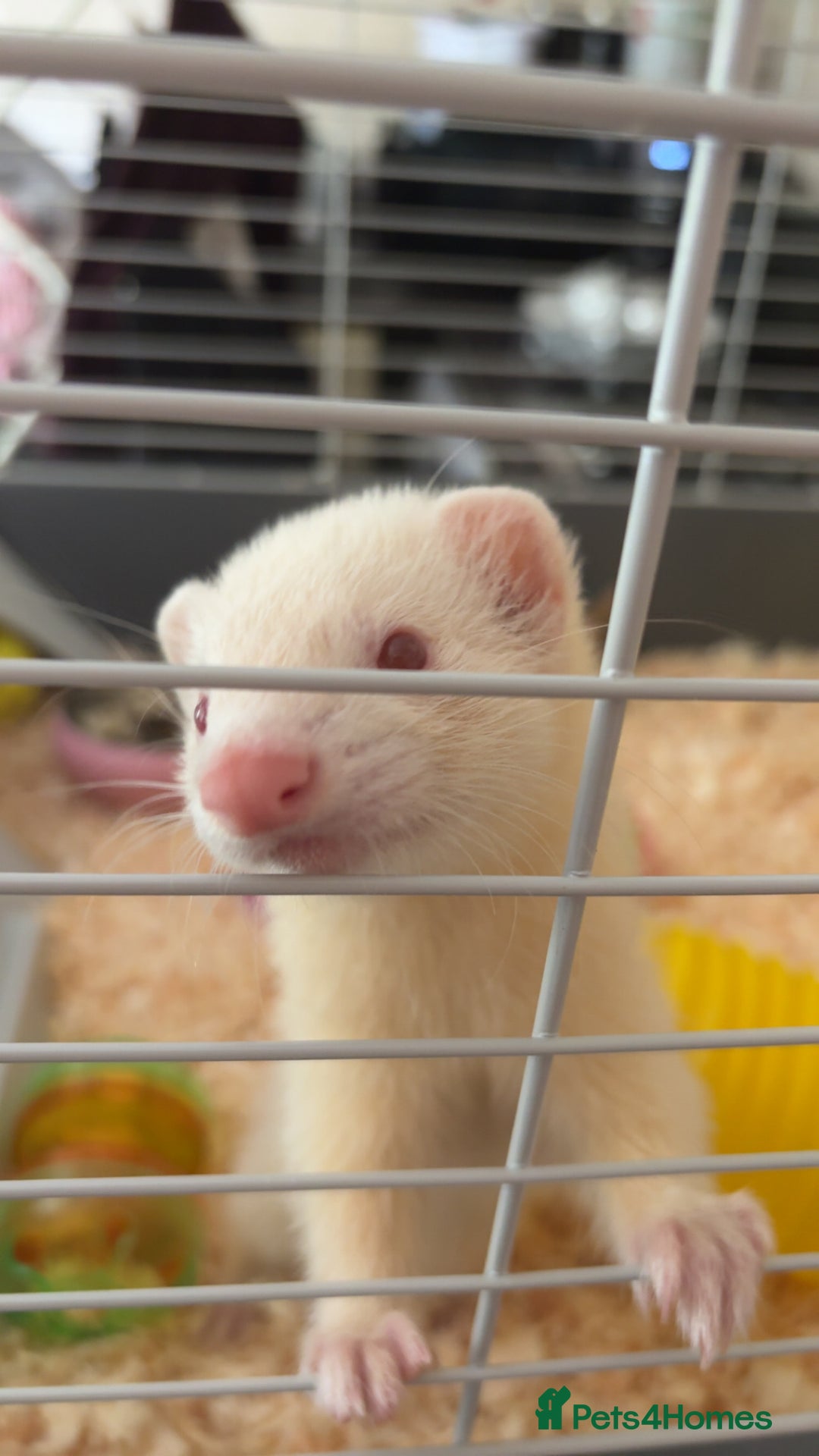 Ferret rodents for sale: 2 Ferrets Jills - Advert 4