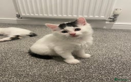 Mixed Breed cats for sale: Adorable Half-Manx Kittens 🐾 - Image 25