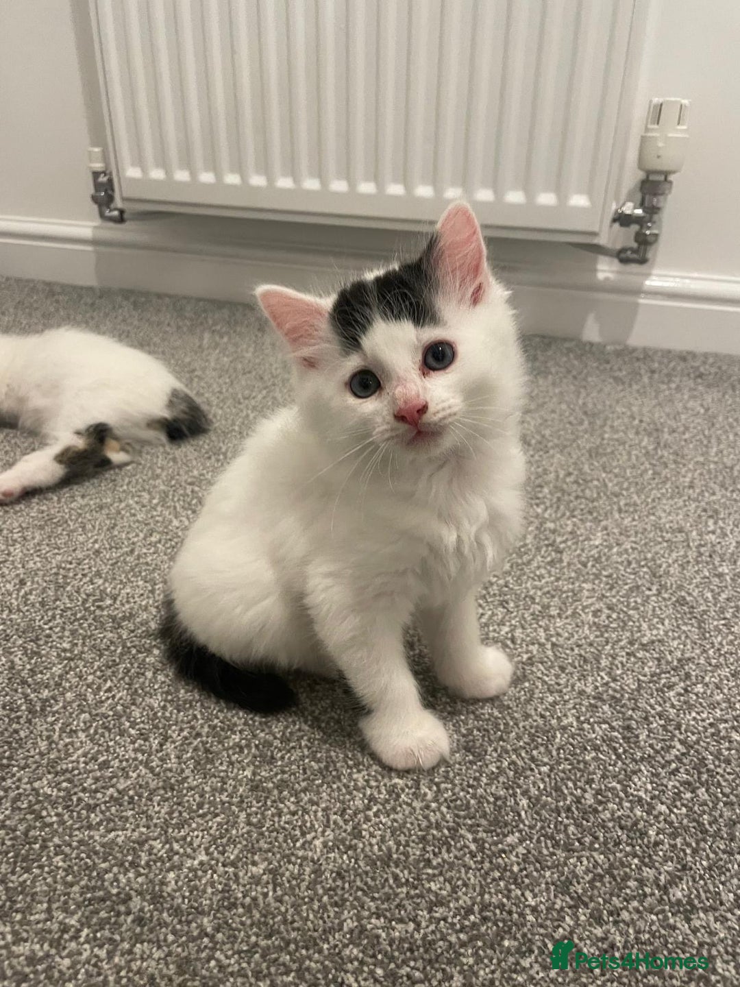 Mixed Breed cats for sale: Adorable Half-Manx Kittens 🐾 - Image 25