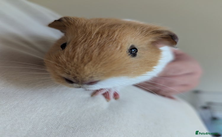 Guinea Pig rodents - Advert 3