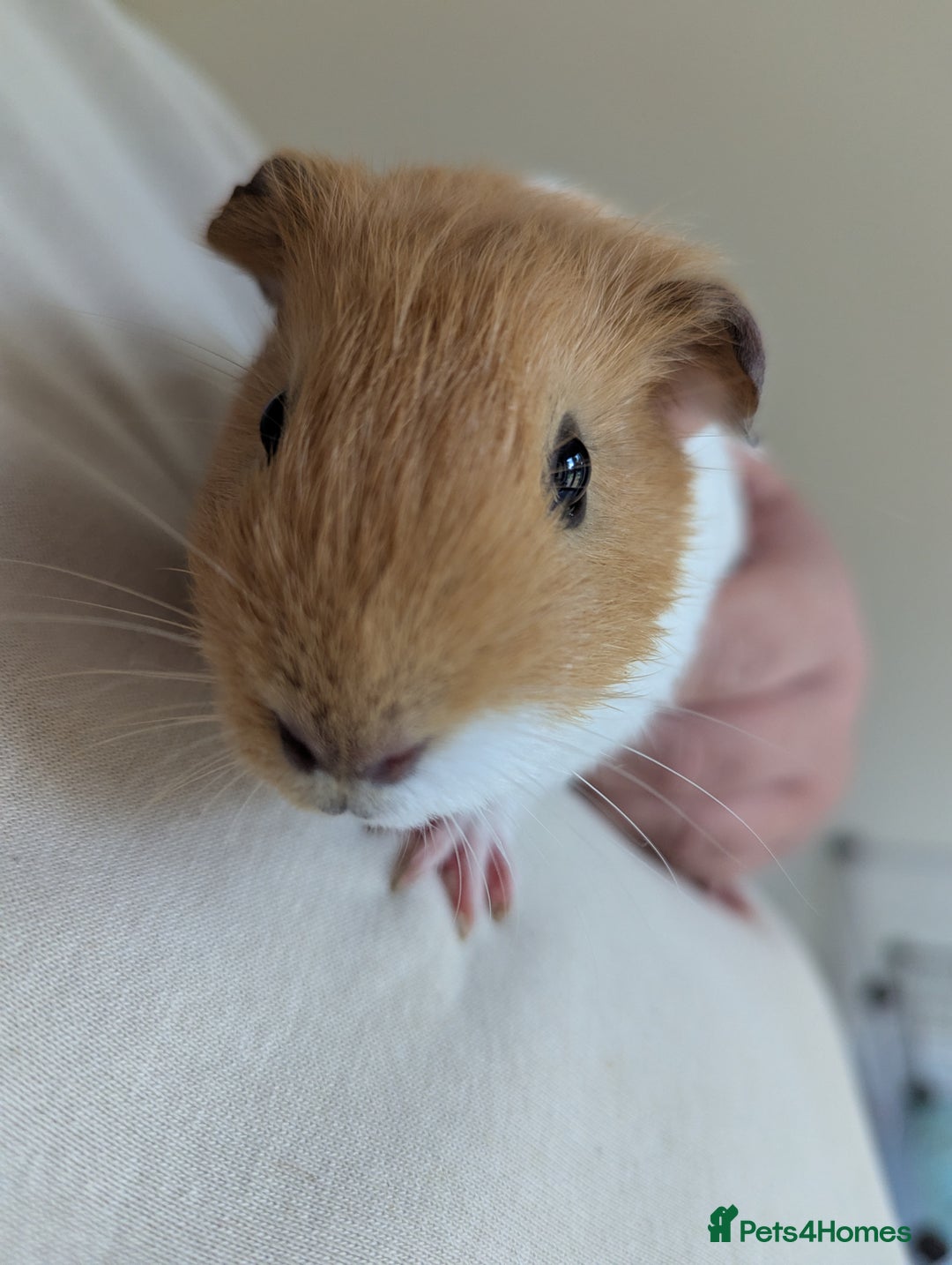 Guinea Pig rodents for sale: 2 Female Guinea Pigs  - Image 1