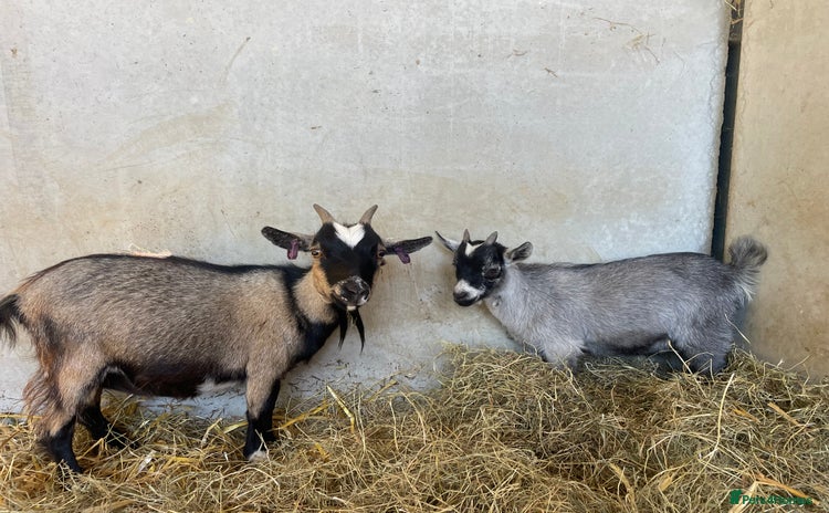 Goats livestock - Advert 1