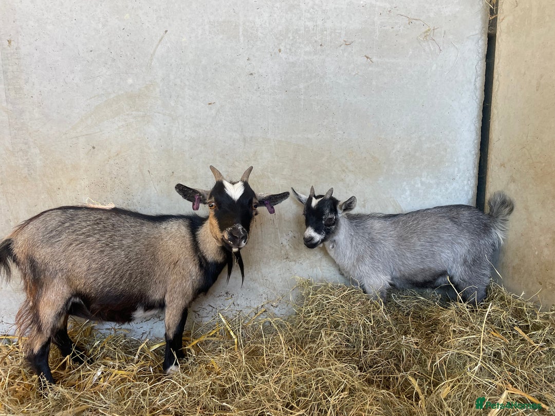 Goats livestock for sale: Pygmy nanny and wether kid - Image 1