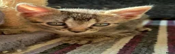 Mixed Breed cats for sale: Beautiful Bonded Tabby Boys – Reggie & Ronnie  - Advert 18