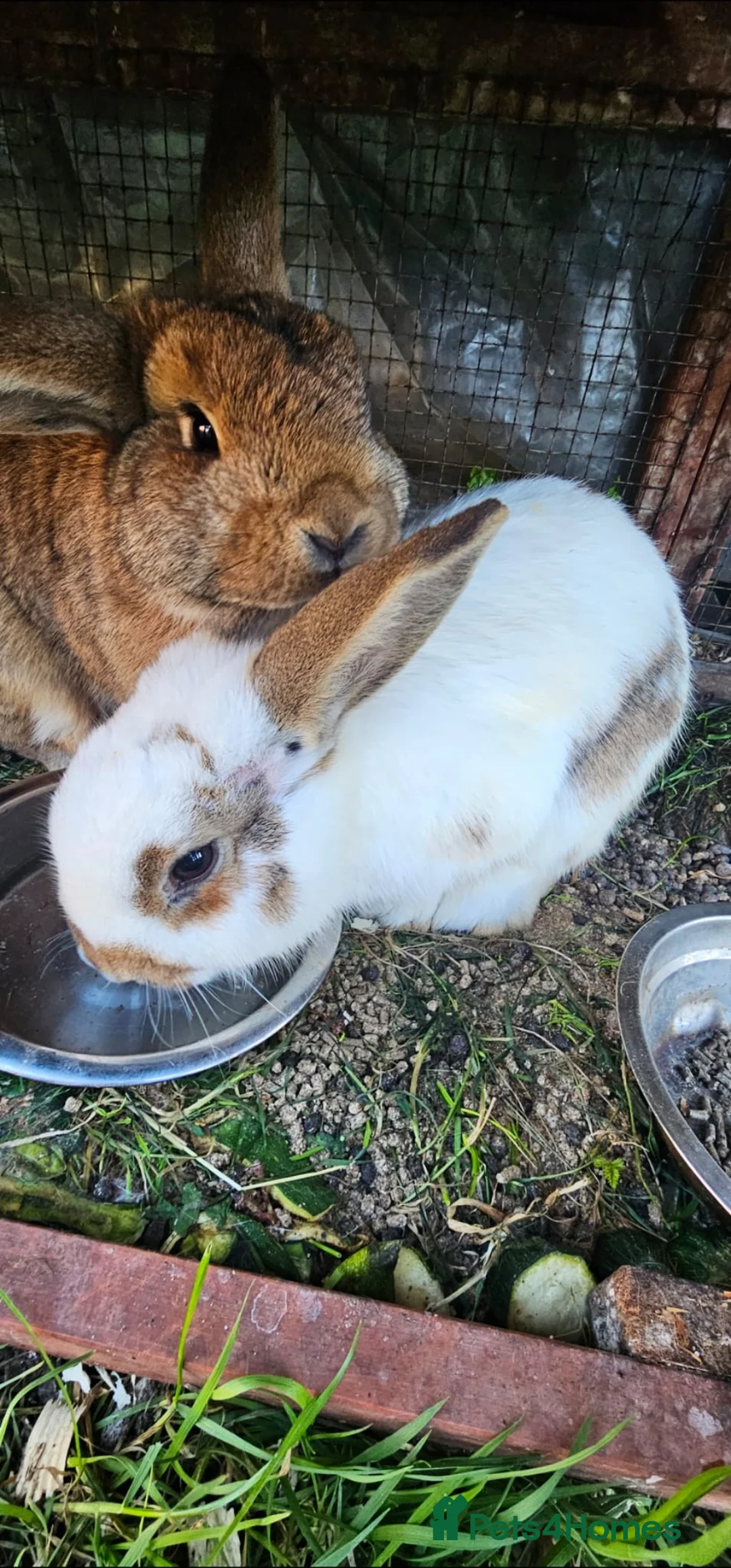 Mini Lop rabbits for sale: Beautiful Rabbit Family &  Male – Looks for Homes - Advert 2