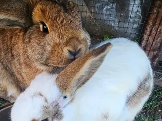 Mini Lop rabbits Beautiful Rabbit Family & Male – Looks for Homes - Advert 12