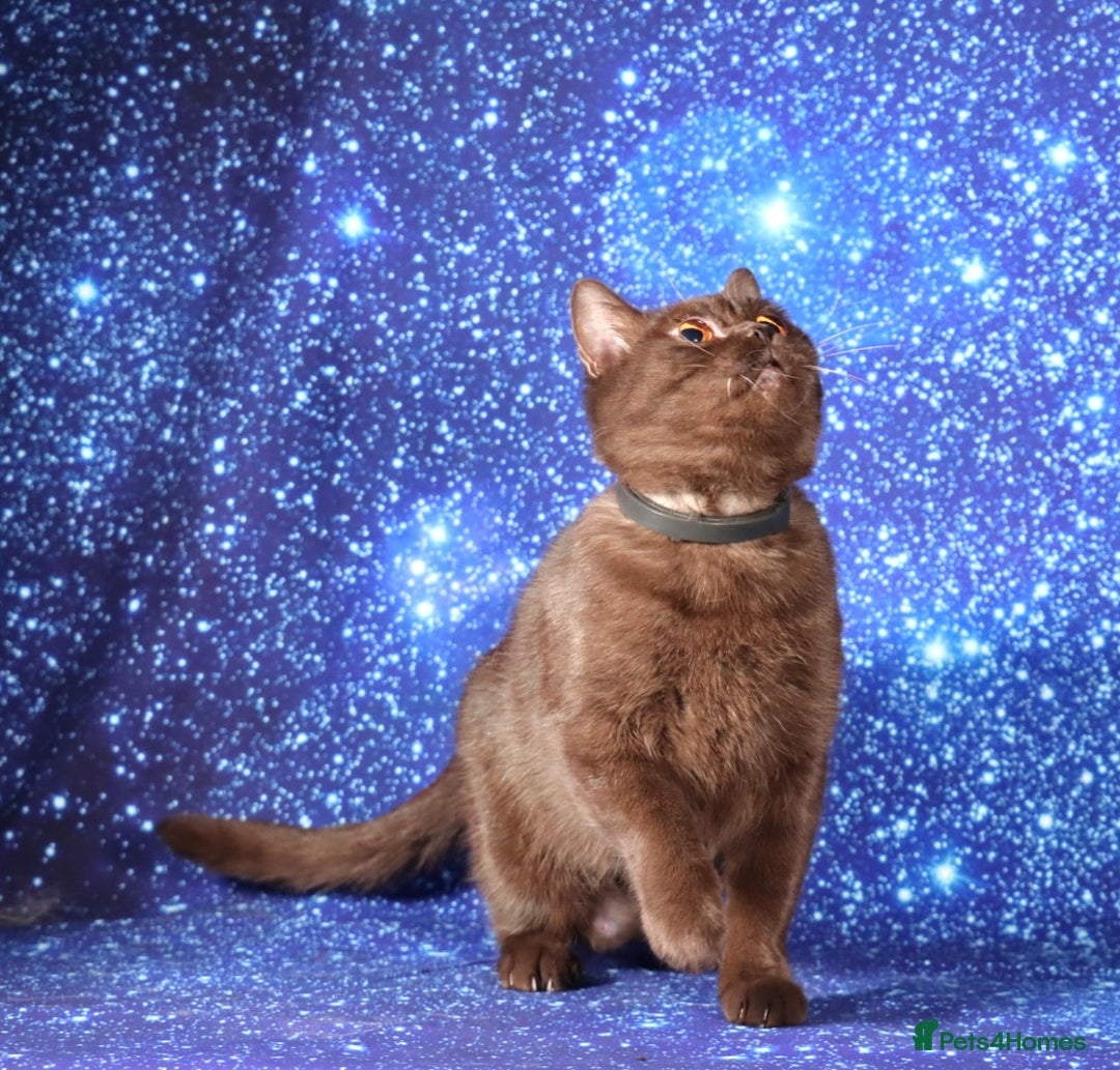 British Shorthair cats for sale: Retired Tica registered British shorthair females  - Image 16
