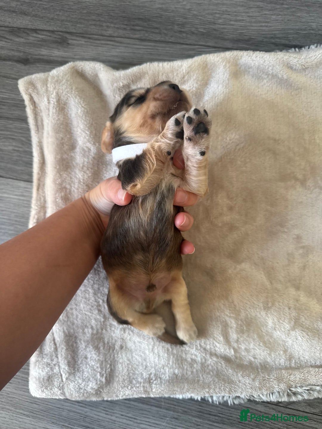 Cocker Spaniel dogs for sale: Stunning KC show cocker spaniels  - Image 17