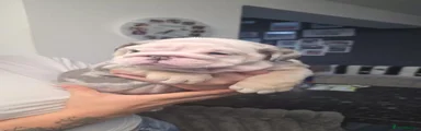 English Bulldog 4