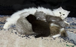 Mixed Breed cats for sale: Beautiful mixed breed kittens  - Image 2