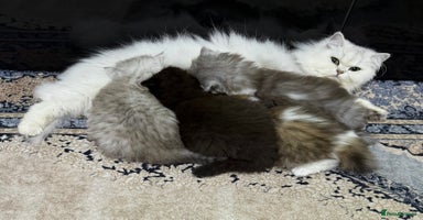 Mixed Breed cats - Advert 8