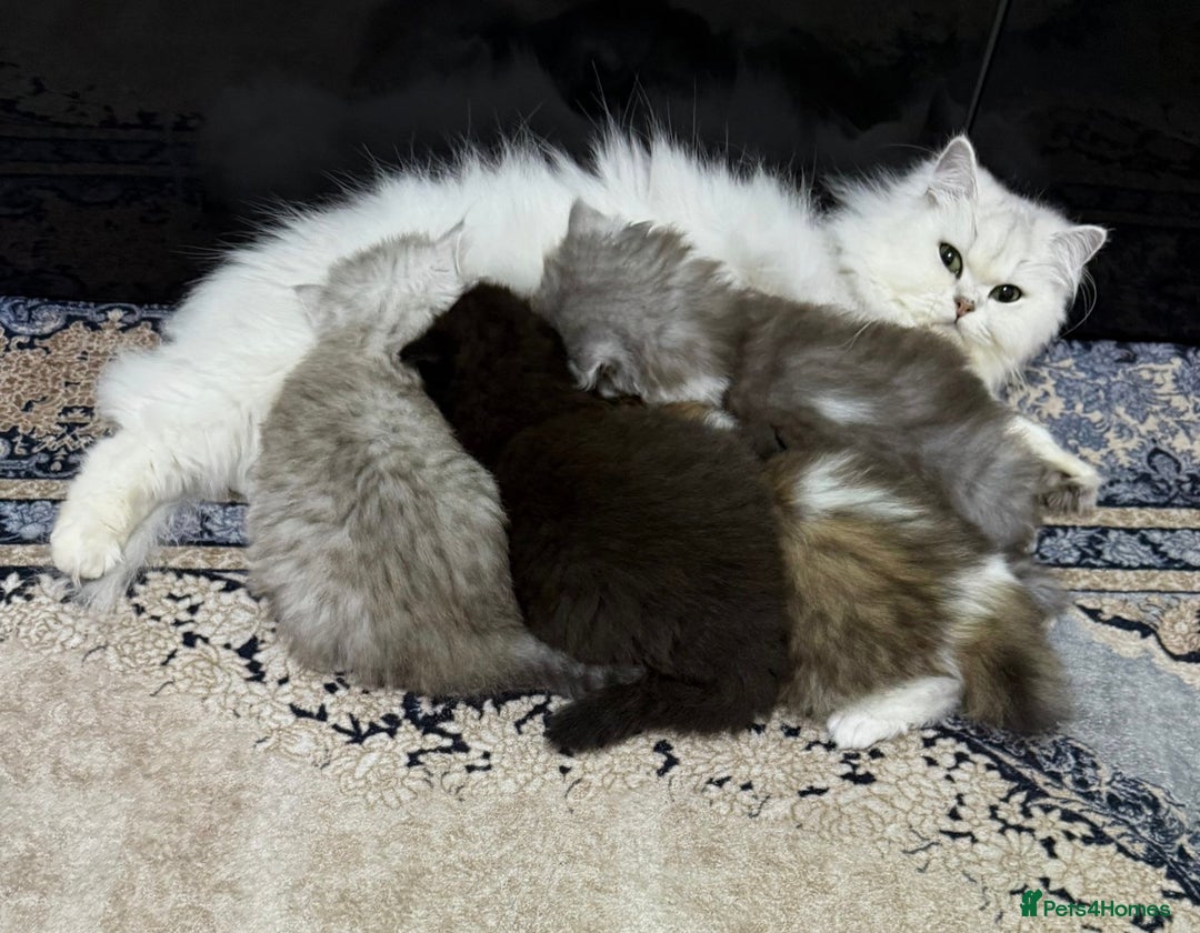 Mixed Breed cats for sale: Beautiful mixed breed kittens  - Image 2