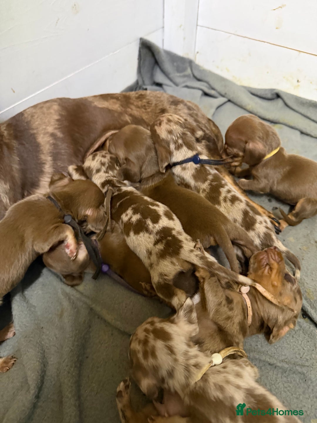 Miniature Dachshund dogs for sale: Miniature Dachshunds KC REG Dapple & Chocolate  - Advert 3