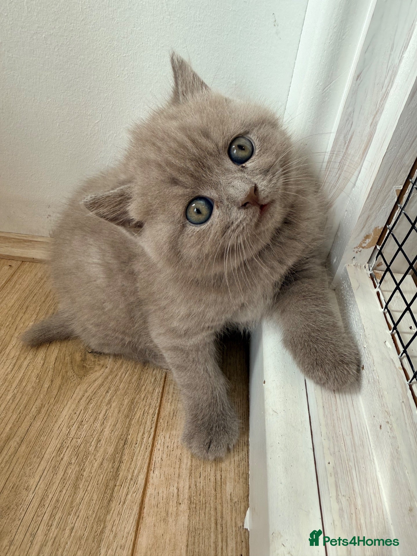 British Shorthair cats 🐾 British shorthair kitten for sale 🐾 - Advert 2
