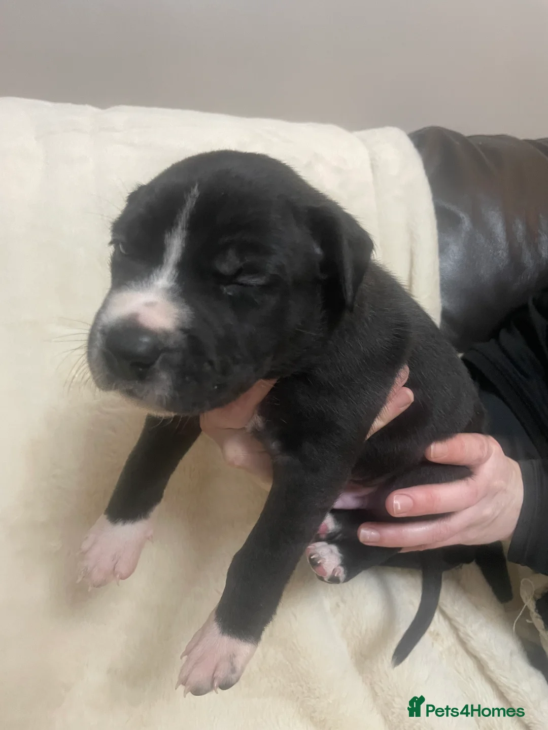 Mixed Breed dogs for sale: Beautiful Staffy x Collie Pups, 4 male 5 girls - Advert 35