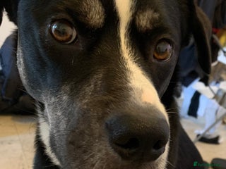 Mixed Breed dogs American bulldog cross husky - Advert 1