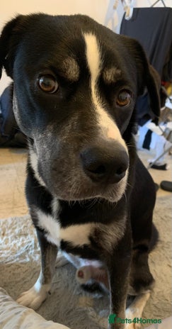 Mixed Breed dogs American bulldog cross husky - Advert 2