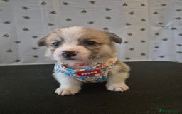 Welsh Corgi Pembroke dogs for sale: Kc reg Serbian lined babies - Image 4