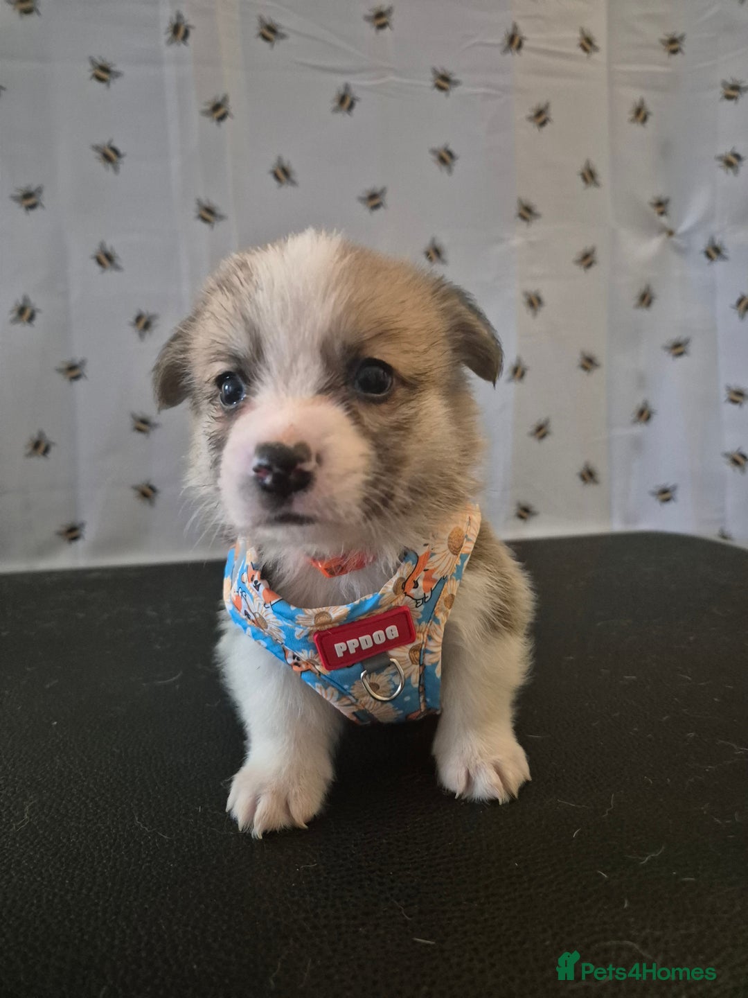 Welsh Corgi Pembroke dogs for sale: Kc reg Serbian lined babies - Image 4